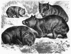 wombat/