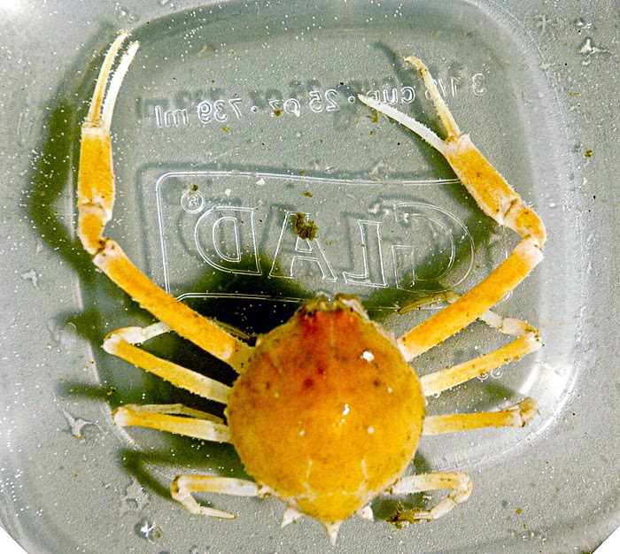 Fivespine purse crab  Myropsis quinquespinosa