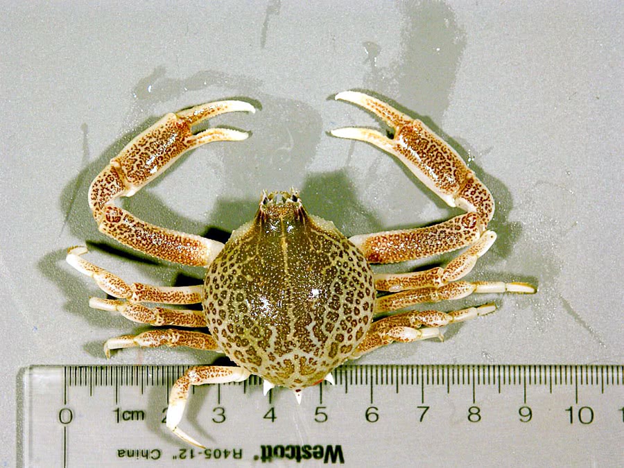 Mottled purse crab  persephona mediterranea