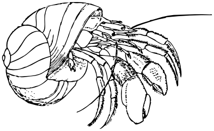 hermit crab lineart