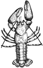 crayfish/