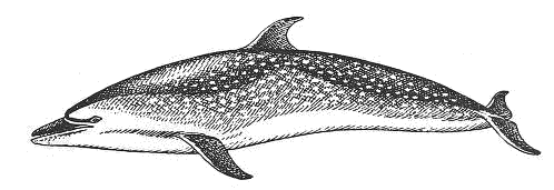 Atlantic spotted dolphin  Stenella frontalis