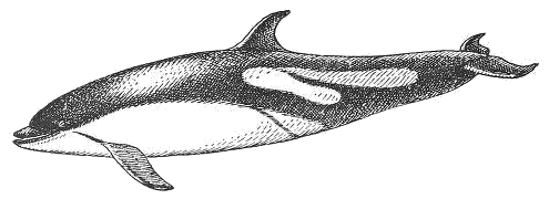 Atlantic white-sided dolphin  Lagenorhynchus acutus
