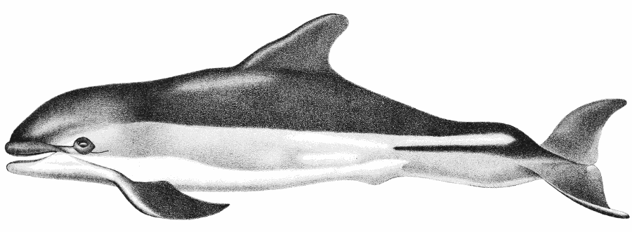 Atlantic white-sided dolphin sketch