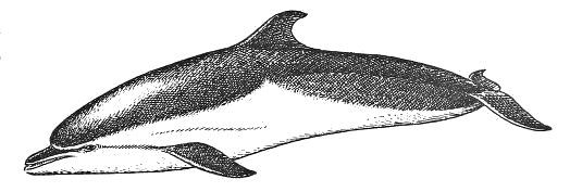 Bottlenose dolphin lineart
