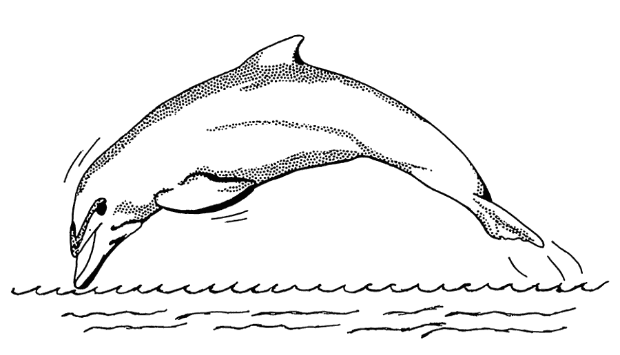 Dolphin halftone