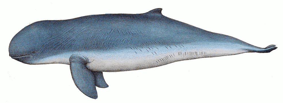 Irrawaddy dolphin  Orcaella brevirostris