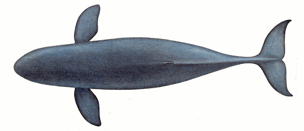Irrawaddy dolphin top view