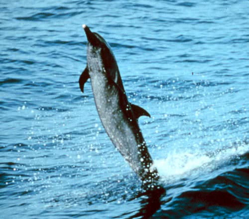 Pantropical Spotted dolphin