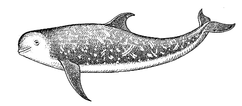 Rissos dolphin  grampus griseus
