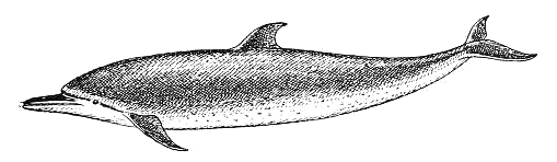 Spinner dolphin  Stenella longirostris