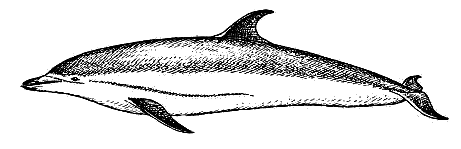 Striped dolphin  Stenella coeruleoalba