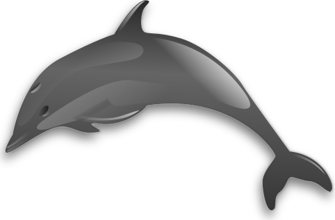 dolphin glossy