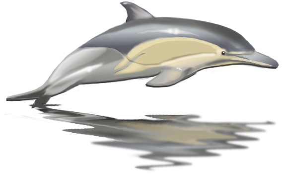 dolphin jumping clipart