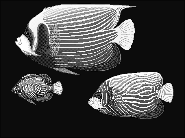 Emperor angelfish  Pomacanthus imperator blueBG