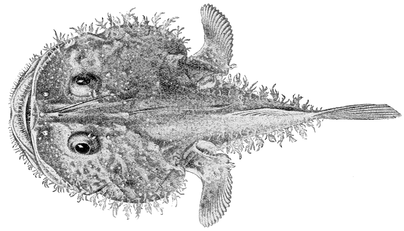 Lophiodes miacanthus