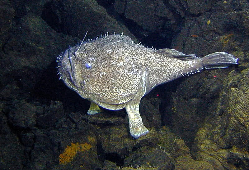 anglerfish by lava flows