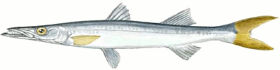Pacific Barracuda  Sphyraena argentea