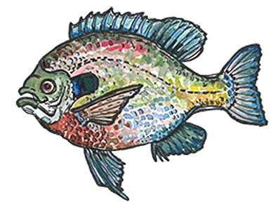 Bluegill sunfish clipart