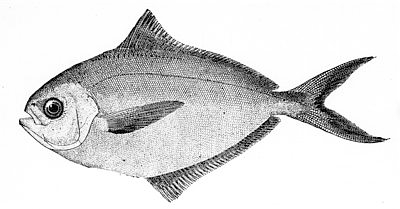 American butterfish  Poronotus triacanthus