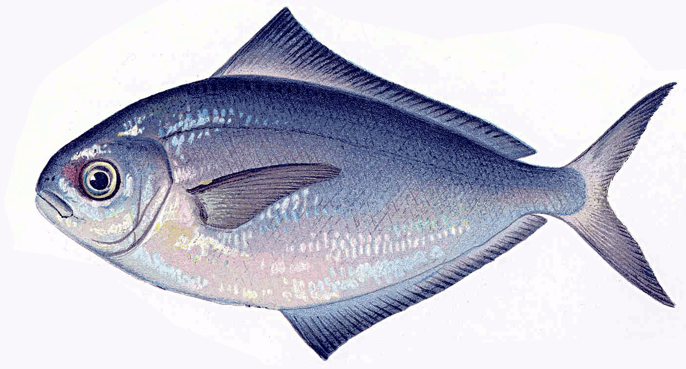 Butter fish  Poronotus triacanthus