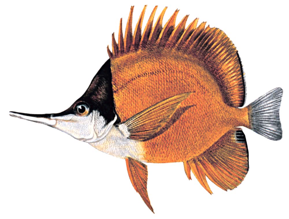 Longnose butterfish  Forcipiger longirostris
