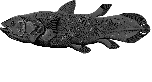 Coelacanth  Latimeria chalumnae