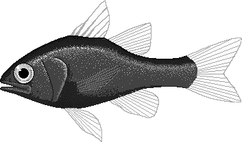 Ruby cardinalfish  Apogon coccineus