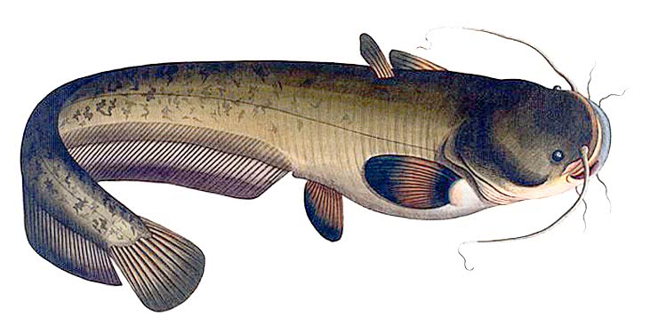 Wels catfish  Silurus glanis