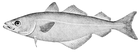 coalfish/