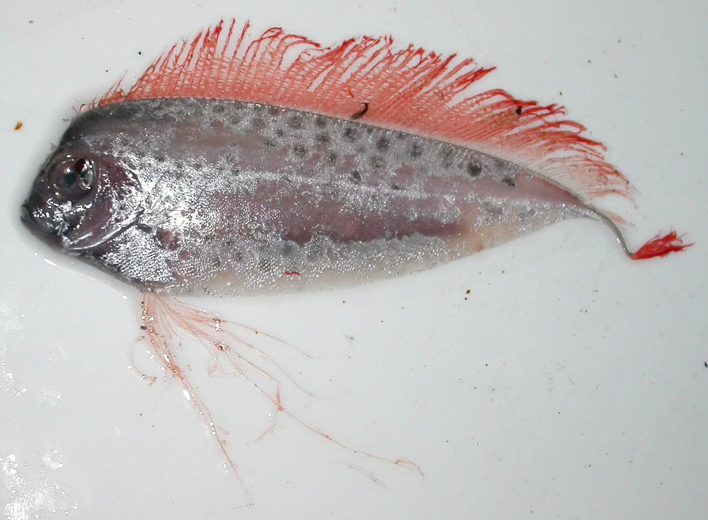 Dealfish  Desmodema ploystictum