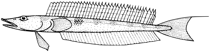 Opalfish  Hemerocoetes monopterygius