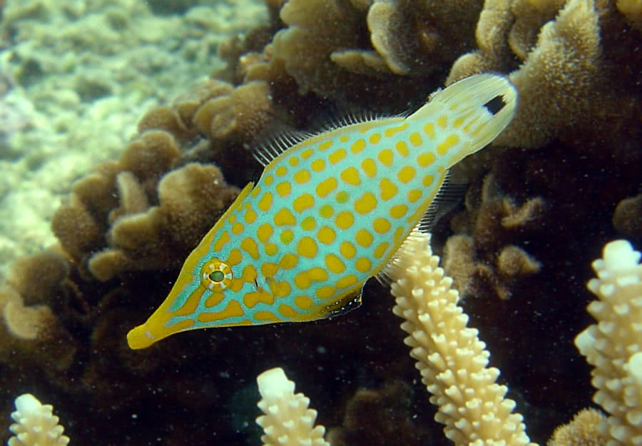 Longnose filefish  Oxymonacanthus longirostris  photo