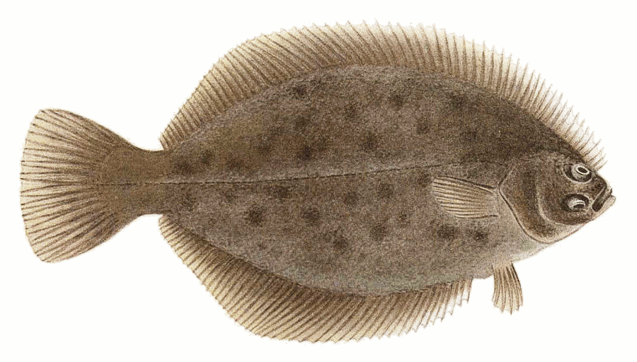 Winter flounder  Pseudopleuronectes americanus