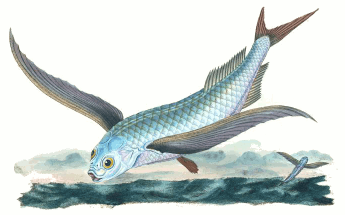 Tropical two-wing flyingfish  Exocoetus volitans