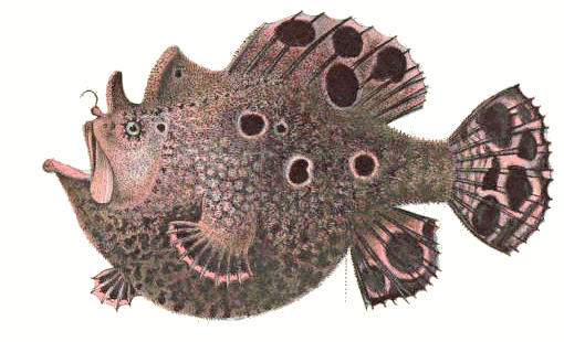 Leopard frogfish  Antennarius pardalis