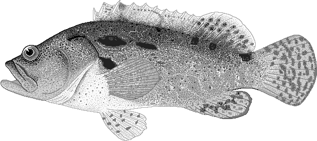 Brown-marbled grouper  Epinephelus fuscoguttatus