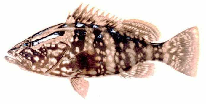 Nassau Grouper  Epinephelus striatus 2