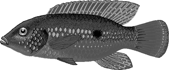 African jewelfish  Hemichromis bimaculatus
