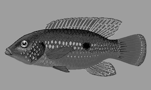 African jewelfish  Hemichromis bimaculatus blueBG