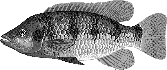 Banded Jewelfish  Hemichromis fasciatus