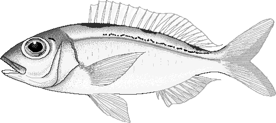 Ornate jobfish  Pristipomoides argyrogrammicus