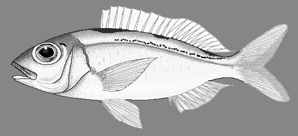 Ornate jobfish  Pristipomoides argyrogrammicus blueBG
