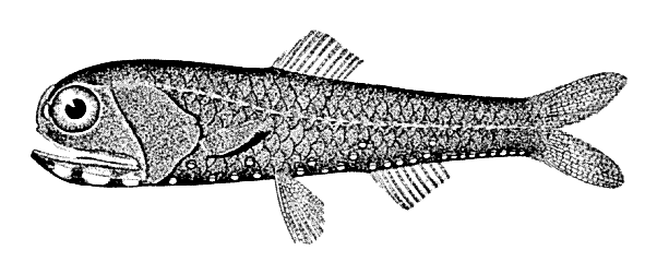 California headlightfish  Diaphus theta