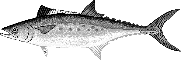 Atlantic Spanish mackerel  Scomberomorus maculatus