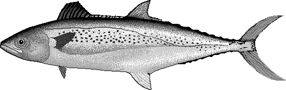 Indo-Pacific king mackerel  Scomberomorus guttatus