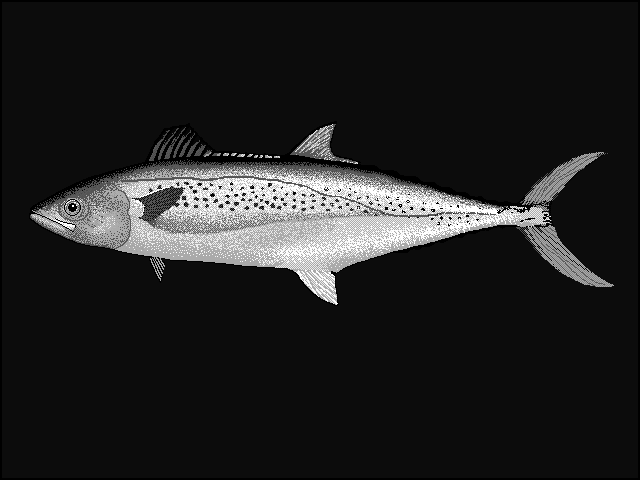 Indo-Pacific king mackerel  Scomberomorus guttatus blueBG