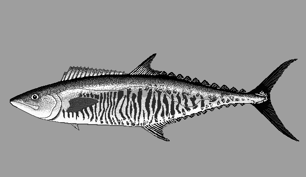Narrow-barred Spanish mackerel  Scomberomorus commerson blueBG