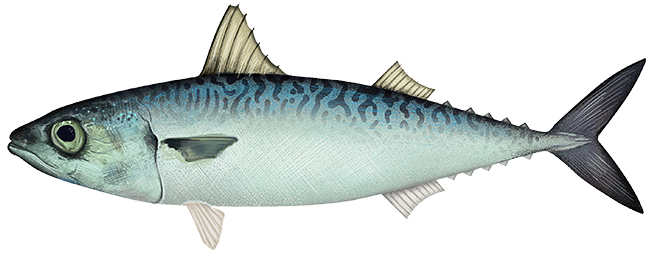 Pacific mackerel  Scomber japonicus