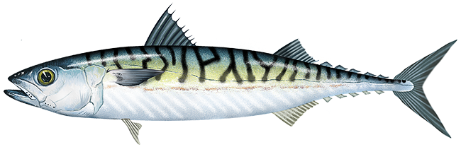 atlantic mackerel